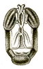Pseudomnesicles roseosignatus (Brunner von Wattenwyl, 1898): Pl. XVIII, Fig. 32b. face. (Otu).