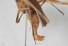 CollectionObject 2601998; b7bddda4-8193-4288-a96d-898299947a43: female, dorsal view (syntype). (CollectionObject).