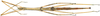 CollectionObject 1584179; 695919a3-543d-48b9-9a84-bb824e664a00: copyright RBINS, Brussels. female, ventral view (paratype). (CollectionObject).;CollectionObject 1584180; 9e65ce56-1acf-40c4-a1f9-1f7bfda31f1a: copyright RBINS, Brussels. female, ventral view (paratype). (CollectionObject).