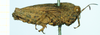 female (syntype), lateral view. Depicts CollectionObject 1593704; 00227148-d14a-48fa-8443-615271d11a1a, a CollectionObject.