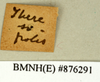 CollectionObject 1573026; ea4fd743-8850-48cf-bff3-1f059c4daaef: Copyright Natural History Museum, London. Labels from non-type (adult female) in BM(NH). (CollectionObject).