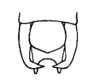 Arethaea gracilipes gracilipes (Thomas, 1870): Fig. 51. male apex of abdomen, dorsal view. (Otu).