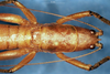 CollectionObject 1505284; 0571491d-77a1-47da-99c7-2421275d1856: male head and pronotum, dorsal view (holotype). (CollectionObject).
