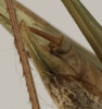 CollectionObject 1529817; 3b9f3ac2-a9d8-4580-88d1-06e8c83d2d0f: male subgenital plate (holotype of Tylopsis longipennis). (CollectionObject).