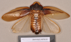 CollectionObject 1552985; 9157f4b1-4217-414c-b878-94c14f0eb0f8: Copyright Natural History Museum, London. Holotype (adult male) in BM(NH). Dorsal view. (CollectionObject).