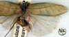 Viadana (Viadana) transversa Walker, 1869: female, dorsal view (holotype). (Otu).