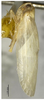 Habitus, lateral view on Catonidia daozhenensis Chen & He, 2009: (Observation).