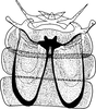Abdomen, sternal apodemes, ventral view: !! display not done !! on Eupteryx (Eupteryx) atropunctata (Goeze, 1778): Abdomen, sternal apodemes, ventral view. (Observation).
