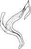 Aedeagus, lateral view: Aedeagus (D. neka Dwor.), lateral view. (Observation).
