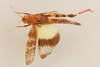 CollectionObject 1519488; c517be72-a1b3-4880-8dd8-cac80e63b48a: male, dorsal view (holotype). (CollectionObject).