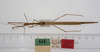 CollectionObject 1561958; 7eeabab2-6d31-432d-b63a-f6d6b8076580: copyright ZMUH, Hamburg. female of synonym Sipyloidea filiformis (paralectotype). (CollectionObject).;CollectionObject 1561959; 1b4b0ab5-5da9-49e1-8b00-d1c62e34a828: copyright ZMUH, Hamburg. female of synonym Sipyloidea filiformis (paralectotype). (CollectionObject).