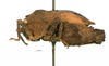 CollectionObject 1567872; 44ae025e-fecc-499b-a4d6-d2d6aaf79477: female, lateral view (paralectotype). (CollectionObject).