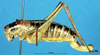 CollectionObject 1507168; 3d5a07f9-79e9-4941-868c-d10c4e412998: female, lateral view. (CollectionObject).