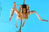 CollectionObject 1500177; a5ee366d-9d17-4d22-873a-f066a06453a0: male, frontal view (syntype). (CollectionObject).