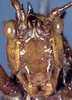 CollectionObject 1517010; b5e1bf13-9a48-443e-ac2f-50fa22a81056: male face (holotype). (CollectionObject).