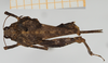 CollectionObject 1575979; 747109f9-f59d-4e94-99a5-5e6b746ef02c, NHMUK010924535: female, dorsal view (paratype). (CollectionObject).