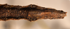 CollectionObject 1561824; 569f556d-3e0e-4df9-a2b3-4085e5ec0233: copyright OUMNH. female: end of abdomen, ventral view Ceroys rabdota (holotype). (CollectionObject).