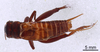CollectionObject 1522777; 6364b0b9-e039-44e4-b760-239d2b942e86: Male, dorsal view (holotype). (CollectionObject).