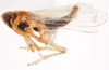 Habitus, lateral view on Delphacodes shermani (Metcalf, 1923): (Observation).