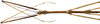 CollectionObject 1584178; bfb6ebc6-7cb9-4313-9a6e-0de3f5cdda5b: copyright RBINS, Brussels. male: head & thorax, dorsal view (holotype). (CollectionObject).