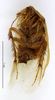 CollectionObject 1553156; MNHN(SF IMPORT DUPLICATE) MNHN-EP-EP725, 4130c6f5-f717-4fb2-8a78-f9df96129b95: CC BY-NC-ND 4.0/MNHN - Depraetere Marion - 2014. Holotype, male, of dispersa Grandcolas, 1994. Specimen number: MNHN-EP-EP725. http://coldb.mnhn.fr/catalognumber/mnhn/ep/ep725. (CollectionObject).