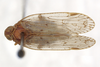 Habitus, dorsal view: !! display not done !! on Xenoliarus placitus (Van Duzee, 1912): (Observation).
