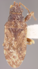 CollectionObject 1600176; 877f89f0-a4ff-4726-b875-49d459f2c5df: Exptochiomera dissimilis HOLOTYPE (NMNH) - (CC BY-NC 3.0) - Photo by Pablo M. Dellapé with permission from the National Museum of Natural History (NMNH), Smithsonian Institution, Washington, D.C. (CollectionObject).