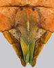 CollectionObject 1591393; e8061657-c81a-457e-94d9-a3708834eef6: copyright IMQC Montreal. female end of abdomen, ventral view (holotype). (CollectionObject).