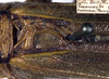 CollectionObject 1531726; 719846ea-de13-45e7-b426-9e184dc527be: male, female stridulatory apparatus (syntype). (CollectionObject).;CollectionObject 1531727; 1a4c224b-7a99-4aa7-b394-17b746ea1153: male, female stridulatory apparatus (syntype). (CollectionObject).