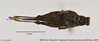 CollectionObject 1572359; 247d74ba-175f-4e21-8aa3-20ea33173345, MNCN64: female, dorsal view (lectotype). (CollectionObject).