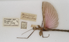 CollectionObject 1599504; 3967ffee-1fad-4cf2-98cc-df980b4e0213: copyright OUMNH. male of Xeroderus kirbii, including data (paralectotype). (CollectionObject).