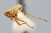 Habitus, lateral view on Paraliburnia lecartus Hamilton, 2002: (Observation).