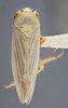 Habitus, dorsal view: !! display not done !! on Davisonia major (Dorst, 1931): Dorsal. Female. (Observation).