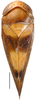 Habitus, dorsal view on Alocoelidia fulva Evans, 1954: Alocoelidia fulva, dorsally (CAS). (Observation).
