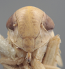 Head on Athysanella (Athysanella) deserta Blocker, 1988: Head. (Observation).