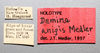 Other on Demina anigis Medler, 2000: (Observation).