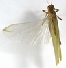 CollectionObject 1529787; caa7a3f8-9a88-4cc6-bdc6-1afd0b17cffd: male, dorsal view (holotype). (CollectionObject).