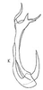 Aedeagus, lateral view: !! display not done !! on Caphodus maculatus Oman, 1938: Aedeagus, lateral view. (Observation).