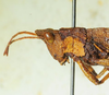 CollectionObject 1498705; c17090d7-5ef8-4672-a32b-f6e027c7f5c6: male head and pronotum, lateral view. (CollectionObject).