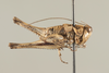 CollectionObject 1499303; d6bd2f17-25ec-41b4-bf8c-845187e5c299: Male, lateral view, right (holotype). (CollectionObject).