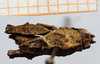 CollectionObject 1584367; feadf7d7-92ed-44dd-ba05-13469ec061a0: male, dorsal view (syntype). (CollectionObject).