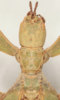 CollectionObject 2320826; 422fc3b5-433e-444f-8db9-2e6f7f526f47: copyright IMQC, photo by René Limoges. feale, head & poronotum (holotype). (CollectionObject).