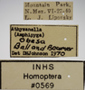 Other on Athysanella (Amphipyga) obesa Ball & Beamer, 1940: Labels. (Observation).