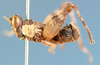 Hollisia nigropicta Descamps, 1977: male, lateral view. (Otu).