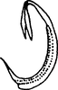 Aedeagus, lateral view on Colladonus januatus (Ball, 1914): lectotype. (Observation).