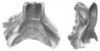 Ceuthophilus (Ceuthophilus) ozarkensis Hubbell, 1936: Fig. 33. (male) epiphallus. (Otu).