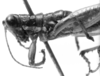 CollectionObject 1521513; da12cd07-aad8-4124-86cf-00af30a1d623: Image Carbonell, C.S. male head and pronotum, lateral view (holotype). (CollectionObject).