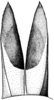 Scotussa impudica Giglio-Tos, 1894: ovipositor valves, dorsal view. (Otu).
