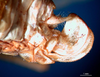 CollectionObject 1500496; a03b0826-e356-415f-89d0-429ef36684ed, DORSA BTaraaccHTF: female ovipositor (holotype of Arantia accrana). (CollectionObject).