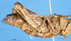 CollectionObject 1581355; 01f57366-c7c5-4b86-b290-8a97cf0d212b: female, lateral view (paratype of Rhachitopis ceraseus). (CollectionObject).